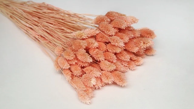 Phalaris getrocknet - 1 Bund - Peach nectar