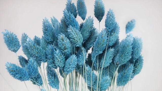 Phalaris getrocknet - 1 Bund - Baby blue
