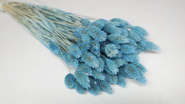 Phalaris getrocknet - 1 Bund - Baby blue