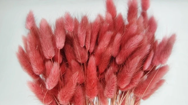 Lagurus - 1 Bund - Cranberry