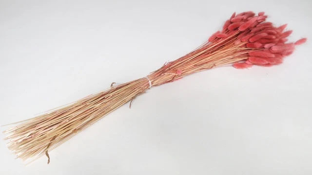 Lagurus - 1 Bund - Cranberry