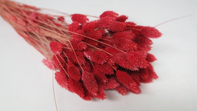 Phalaris getrocknet - 1 Bund - Cranberry