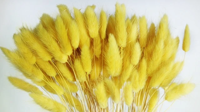 Lagurus - 1 Bund - Gelb