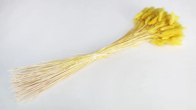 Lagurus - 1 Bund - Gelb