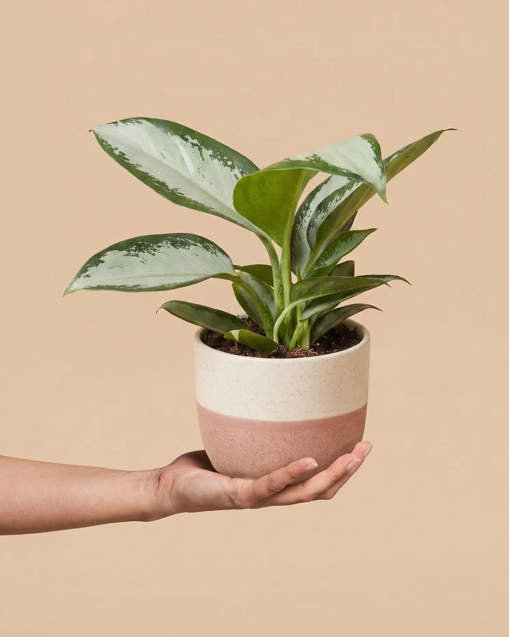 Aglaonema Silver Blue