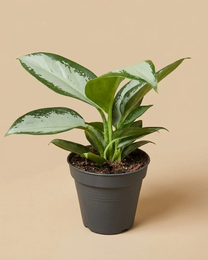 Aglaonema Silver Blue
