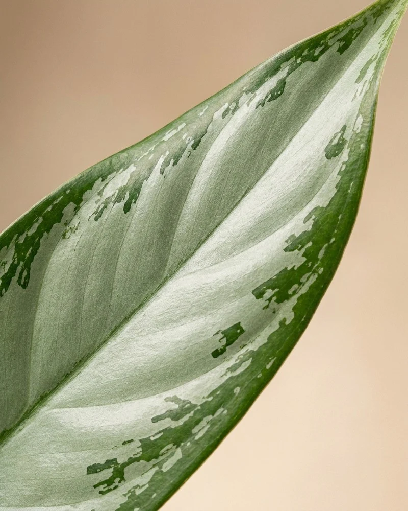 Aglaonema Silver Blue