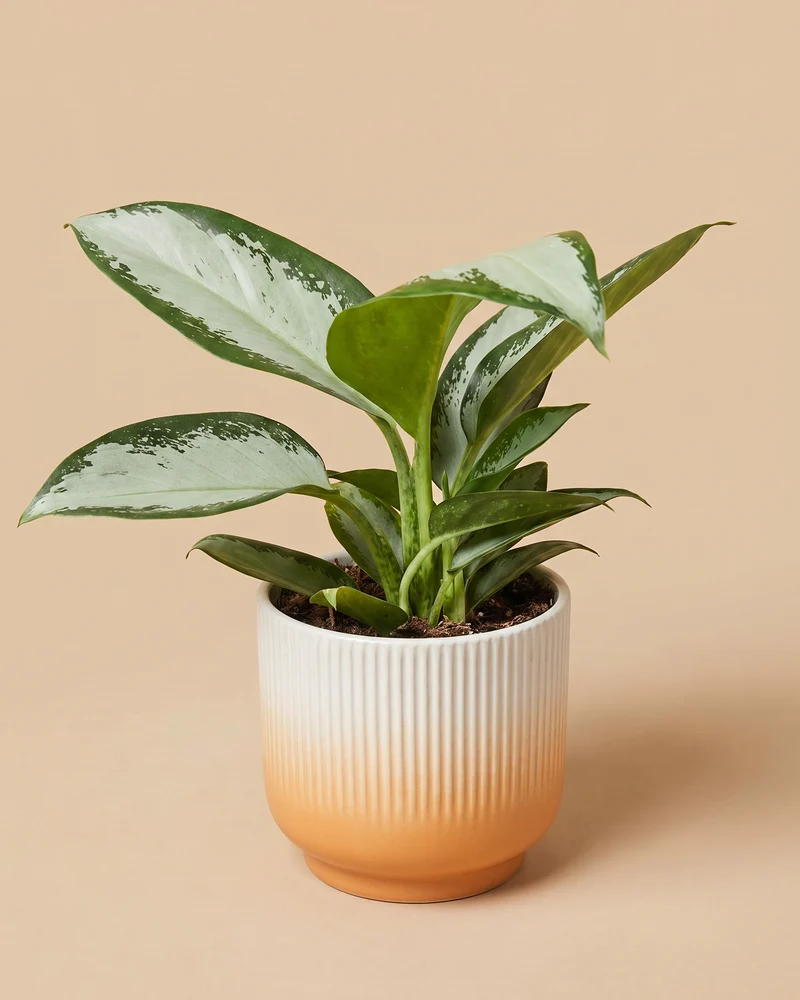 Aglaonema Silver Blue