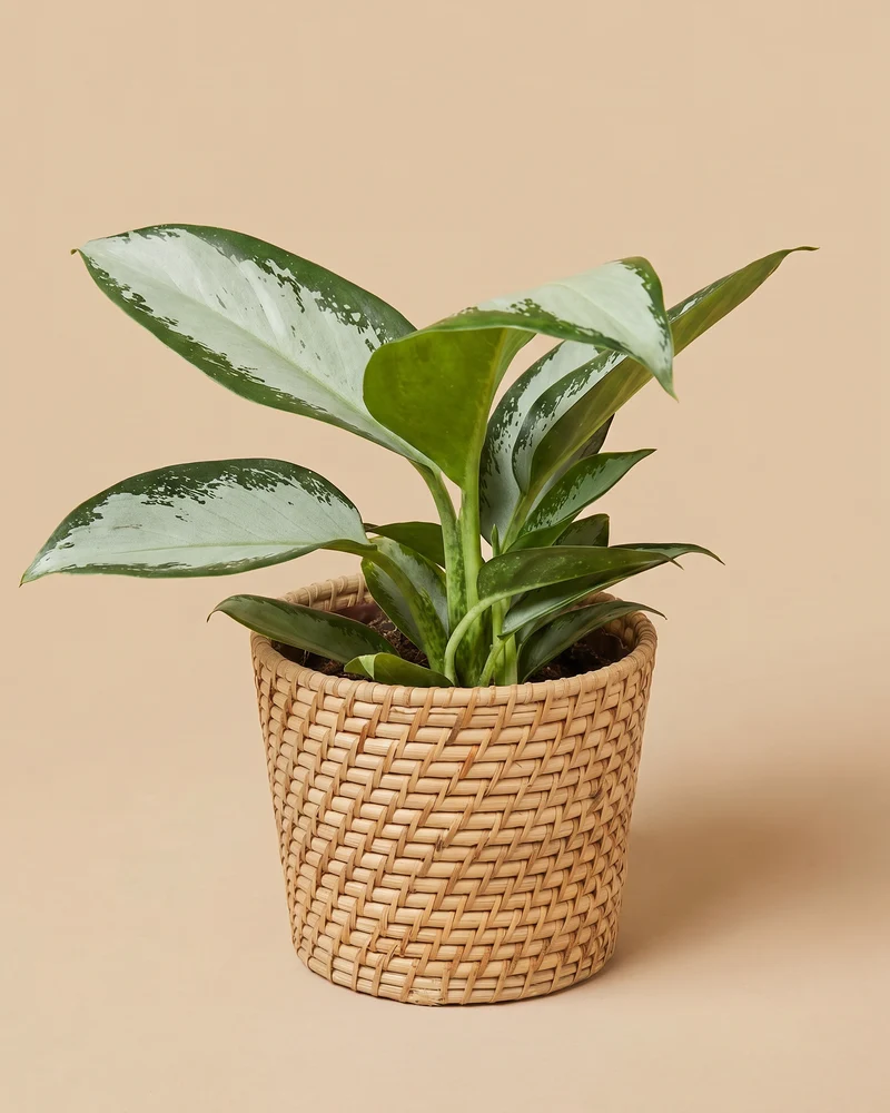 Aglaonema Silver Blue