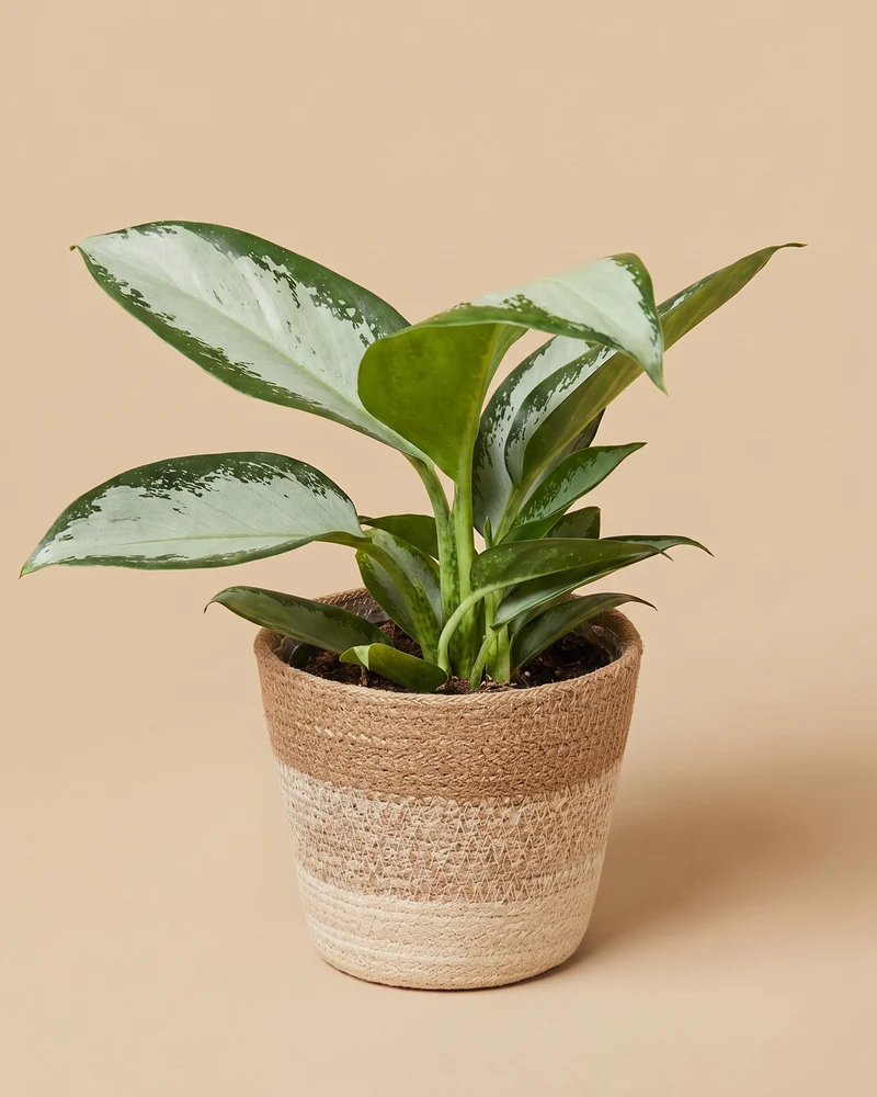 Aglaonema Silver Blue