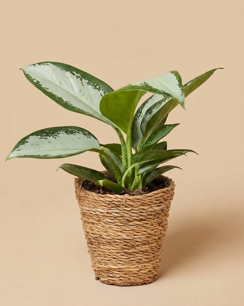 Aglaonema Silver Blue