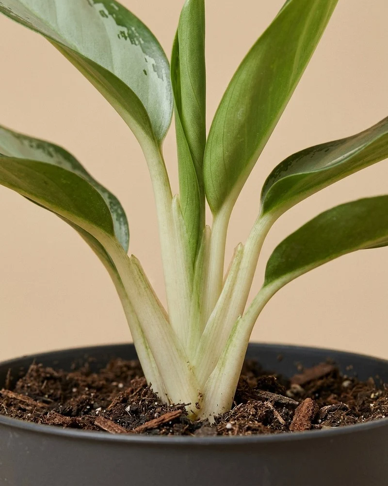Aglaonema Silver Blue