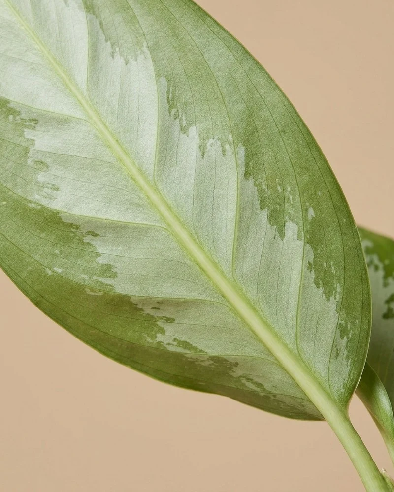 Aglaonema Silver Blue