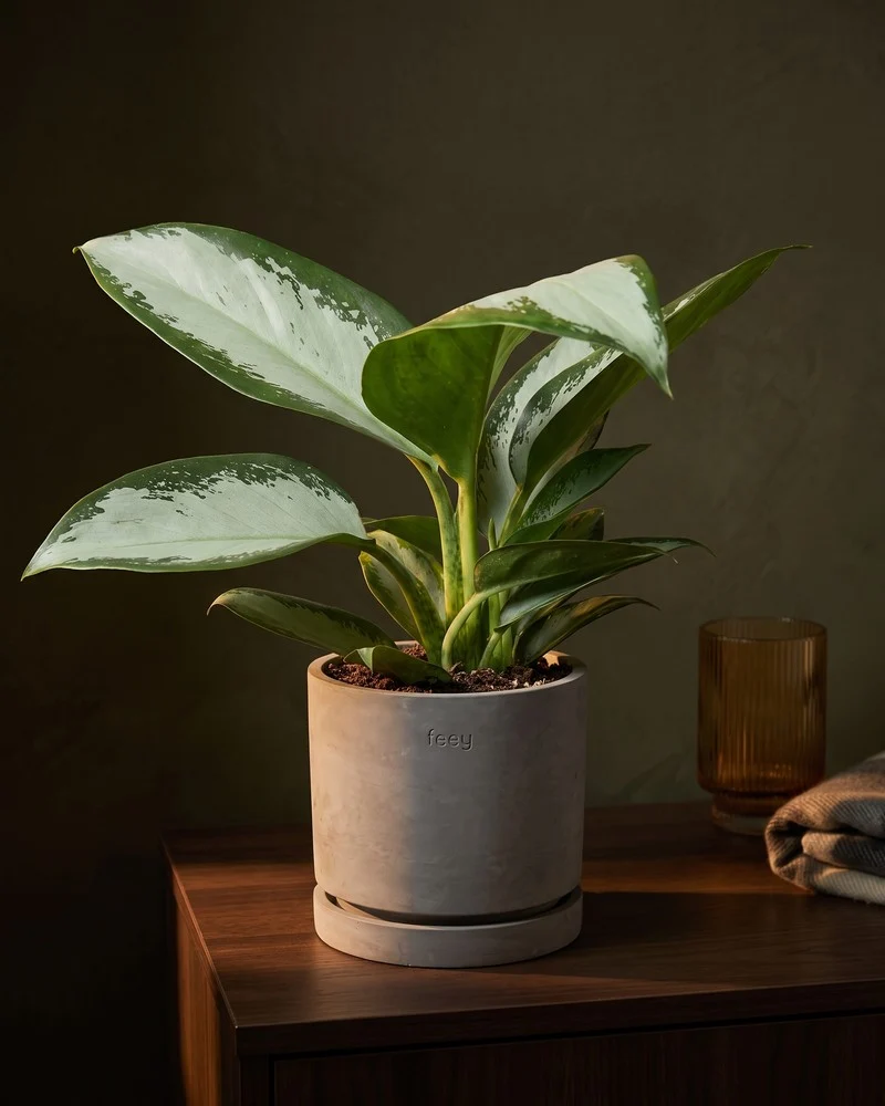 Aglaonema Silver Blue