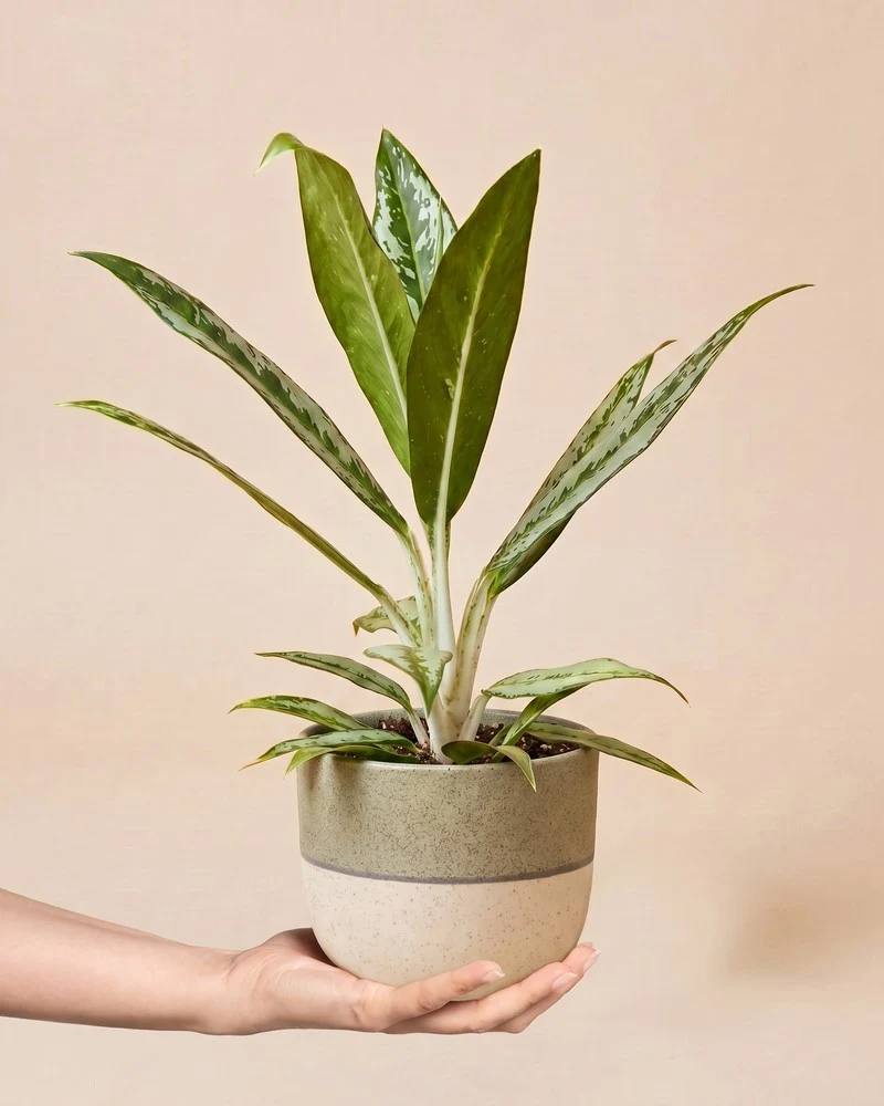 Aglaonema Matcha Lemon