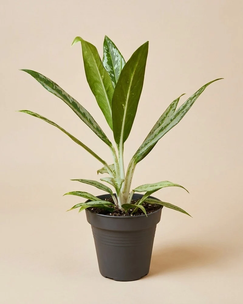 Aglaonema Matcha Lemon