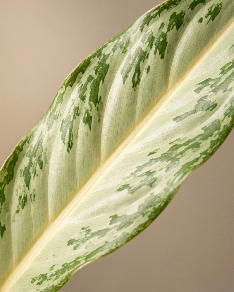 Aglaonema Matcha Lemon