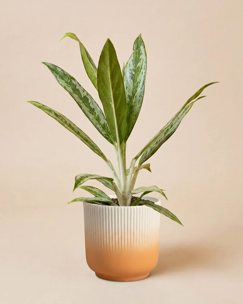Aglaonema Matcha Lemon