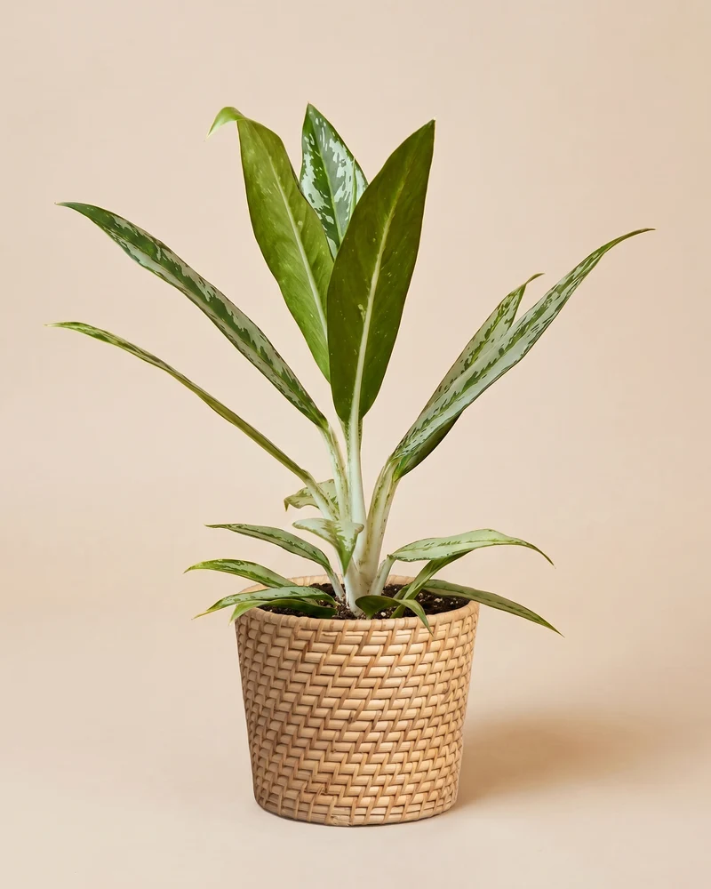 Aglaonema Matcha Lemon