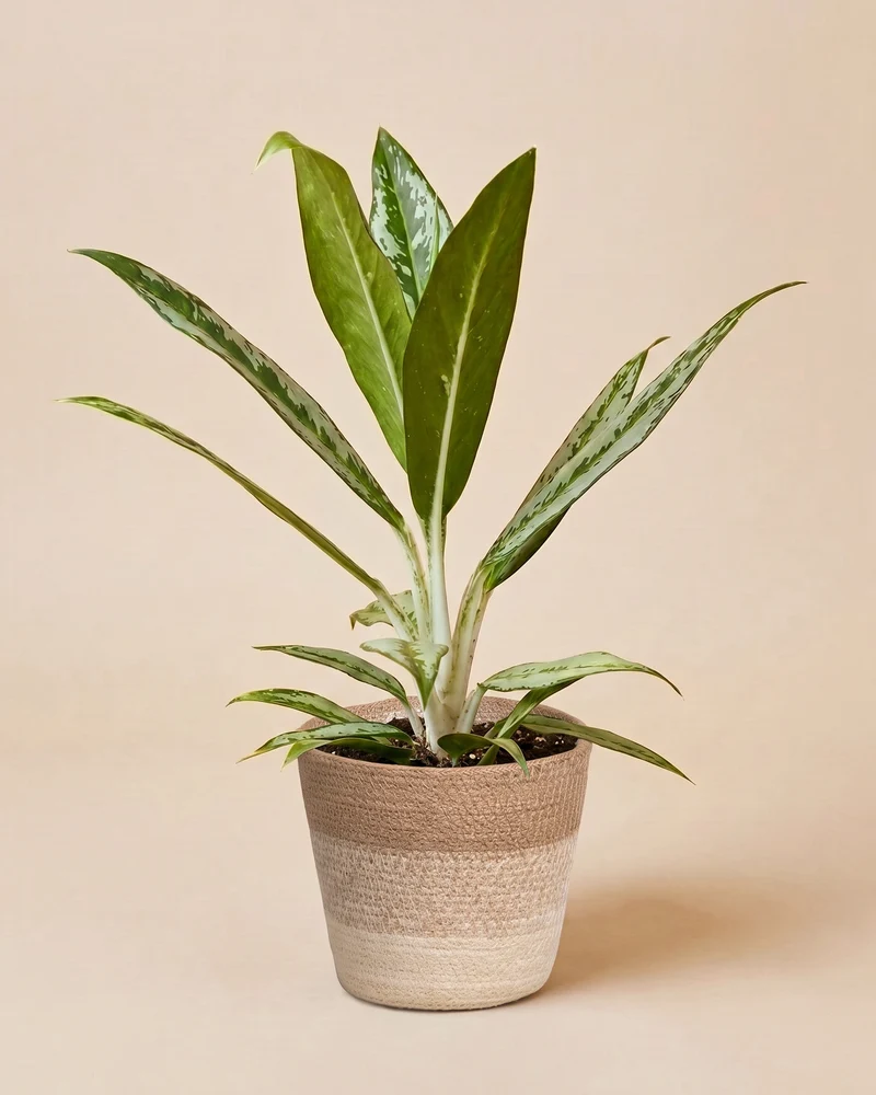 Aglaonema Matcha Lemon