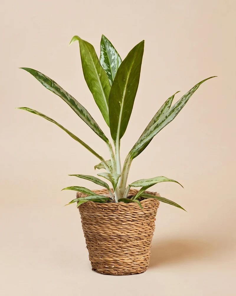 Aglaonema Matcha Lemon