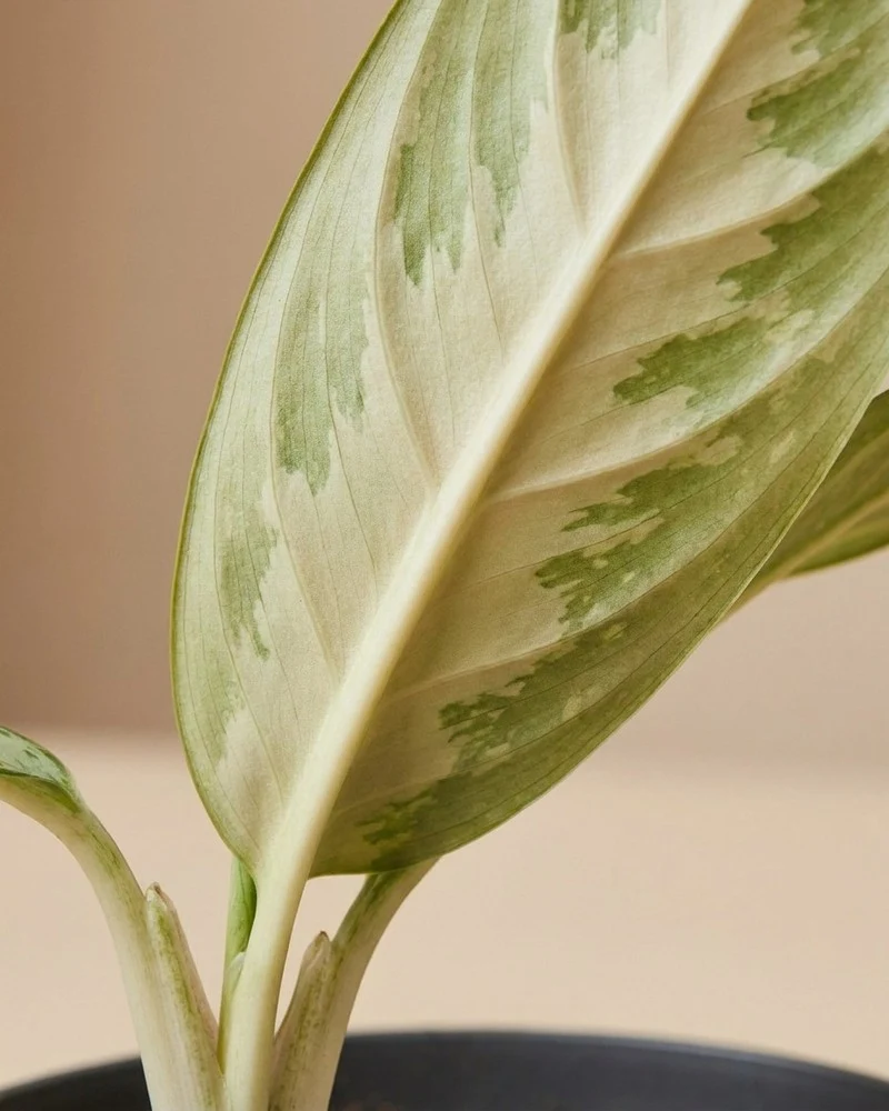 Aglaonema Matcha Lemon