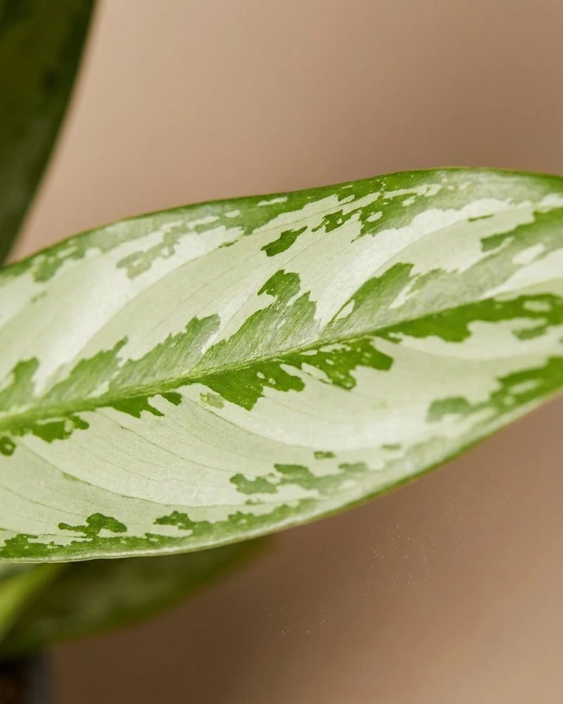 Aglaonema Matcha Lemon