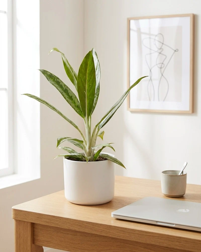 Aglaonema Matcha Lemon