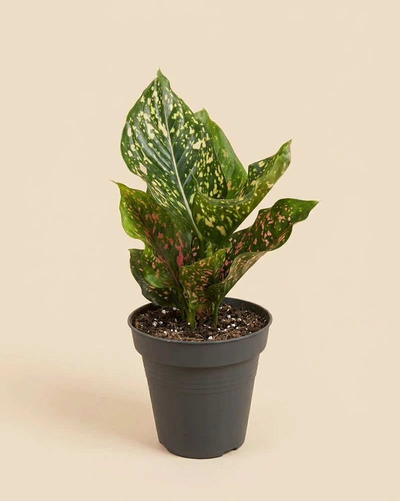 Aglaonema Pink Leopard