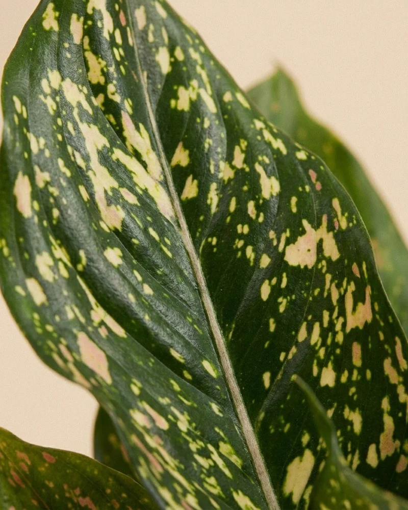 Aglaonema Pink Leopard