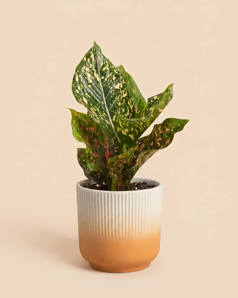 Aglaonema Pink Leopard