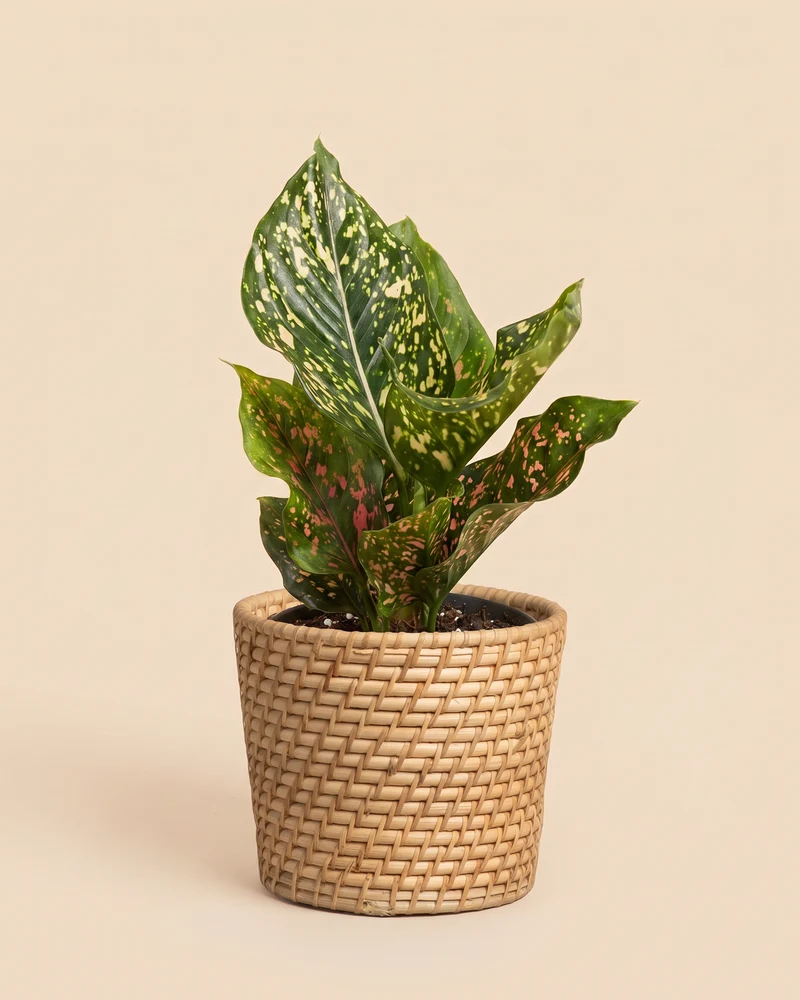 Aglaonema Pink Leopard
