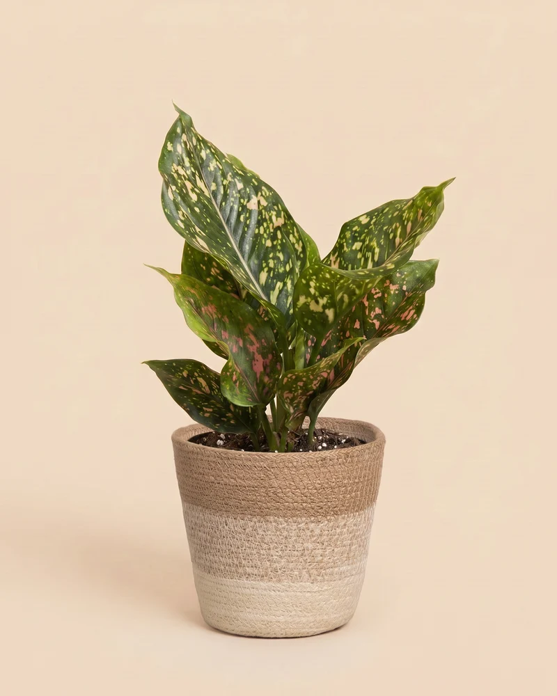 Aglaonema Pink Leopard