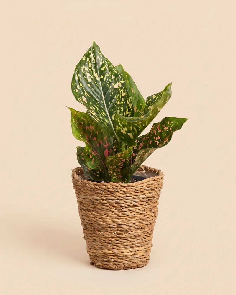 Aglaonema Pink Leopard