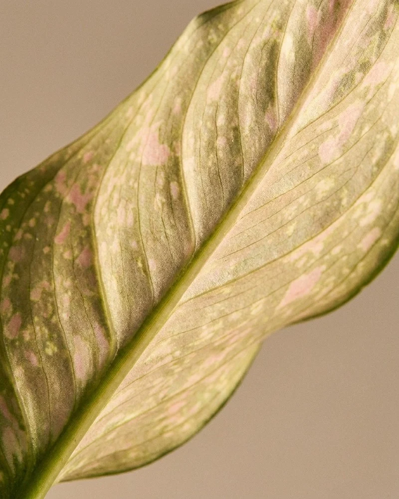Aglaonema Pink Leopard