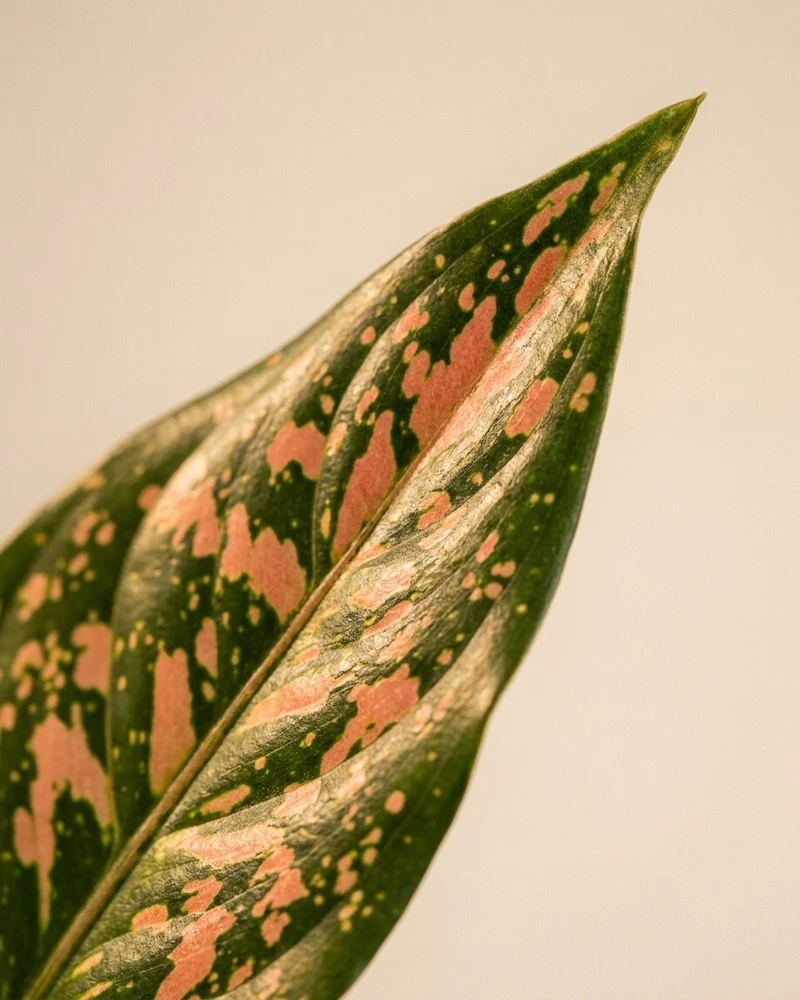 Aglaonema Pink Leopard