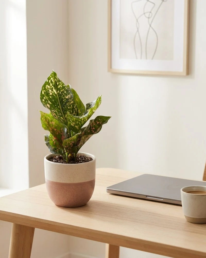 Aglaonema Pink Leopard