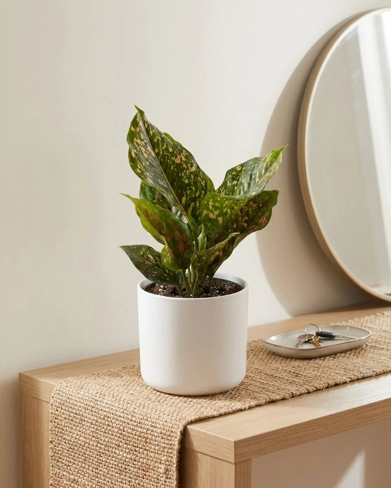 Aglaonema Pink Leopard