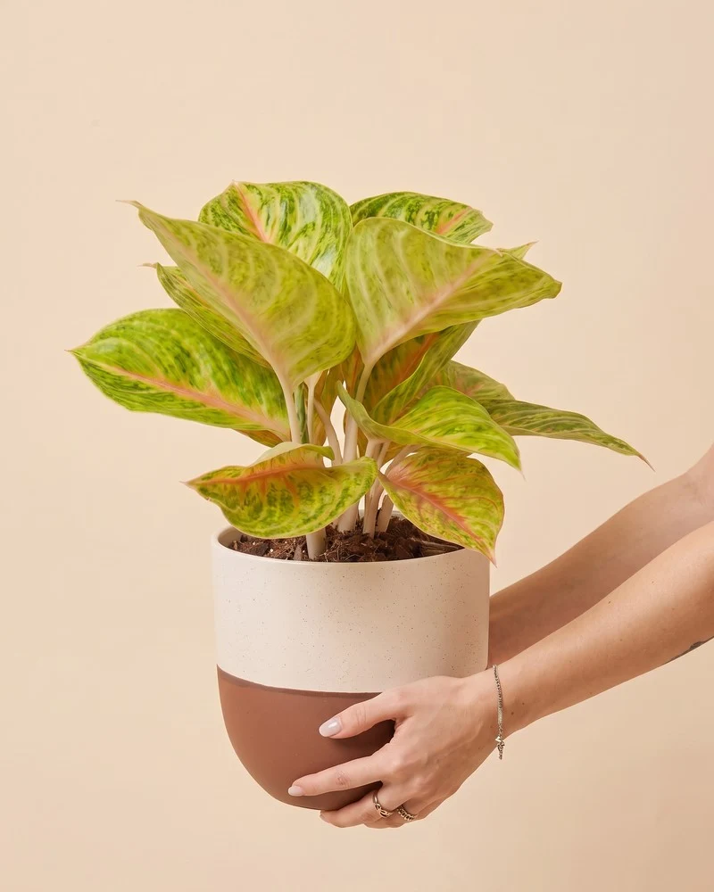 Aglaonema Grand Blossom