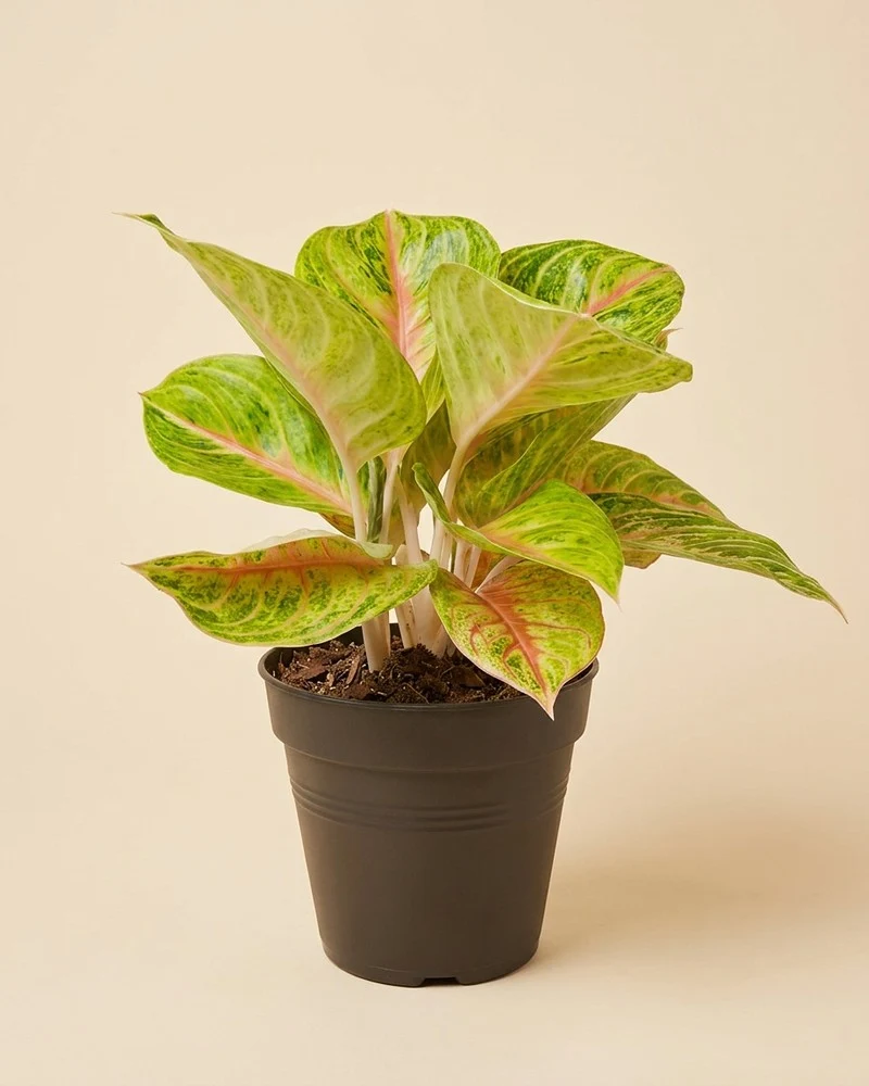 Aglaonema Grand Blossom