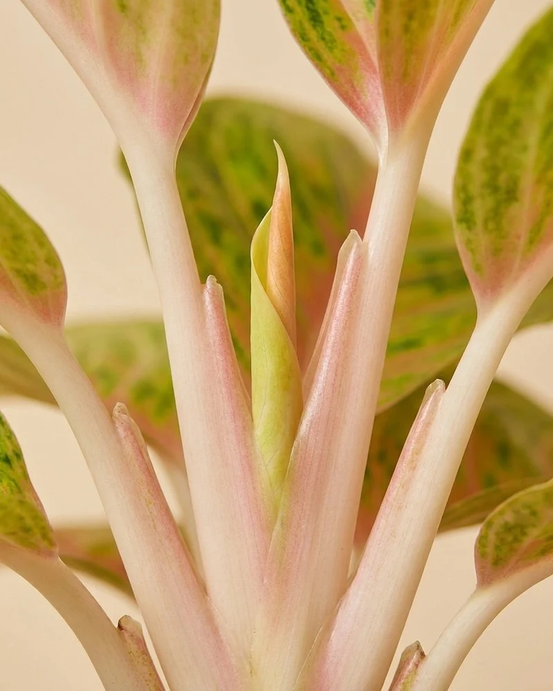 Aglaonema Grand Blossom