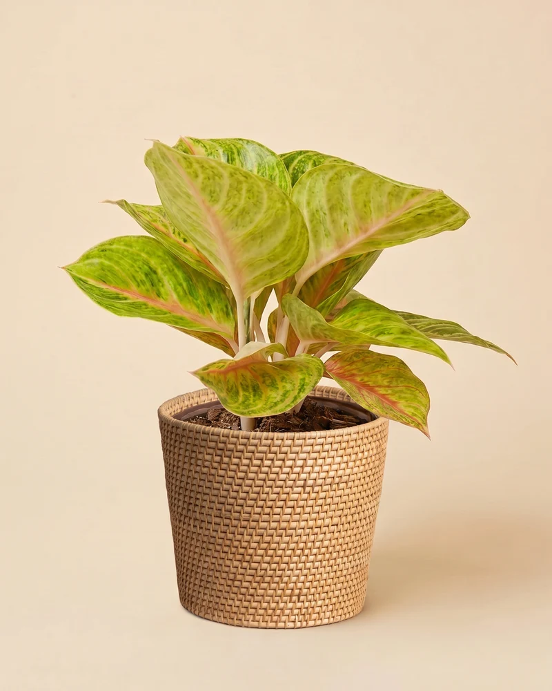 Aglaonema Grand Blossom
