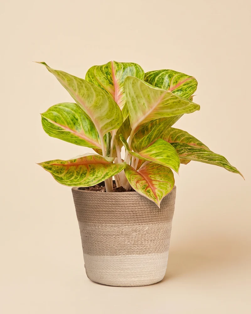 Aglaonema Grand Blossom