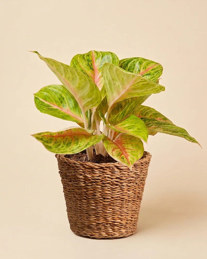 Aglaonema Grand Blossom