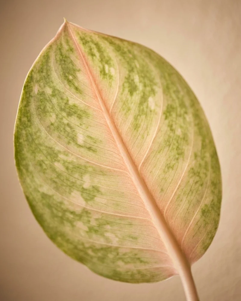 Aglaonema Grand Blossom