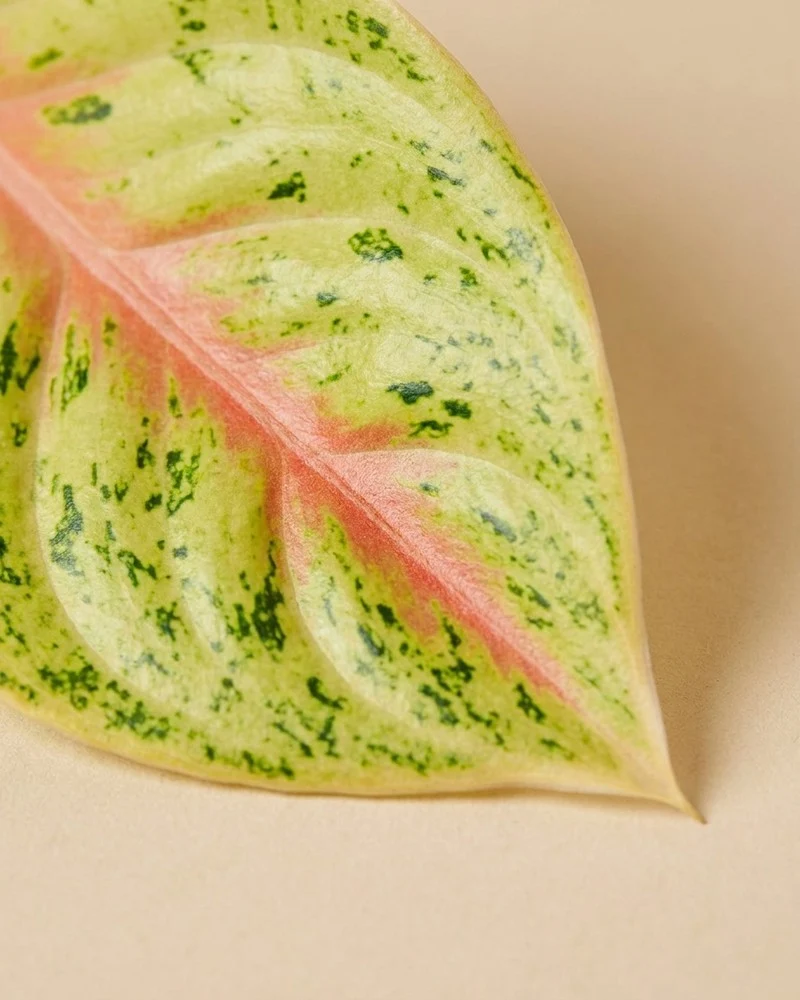 Aglaonema Grand Blossom