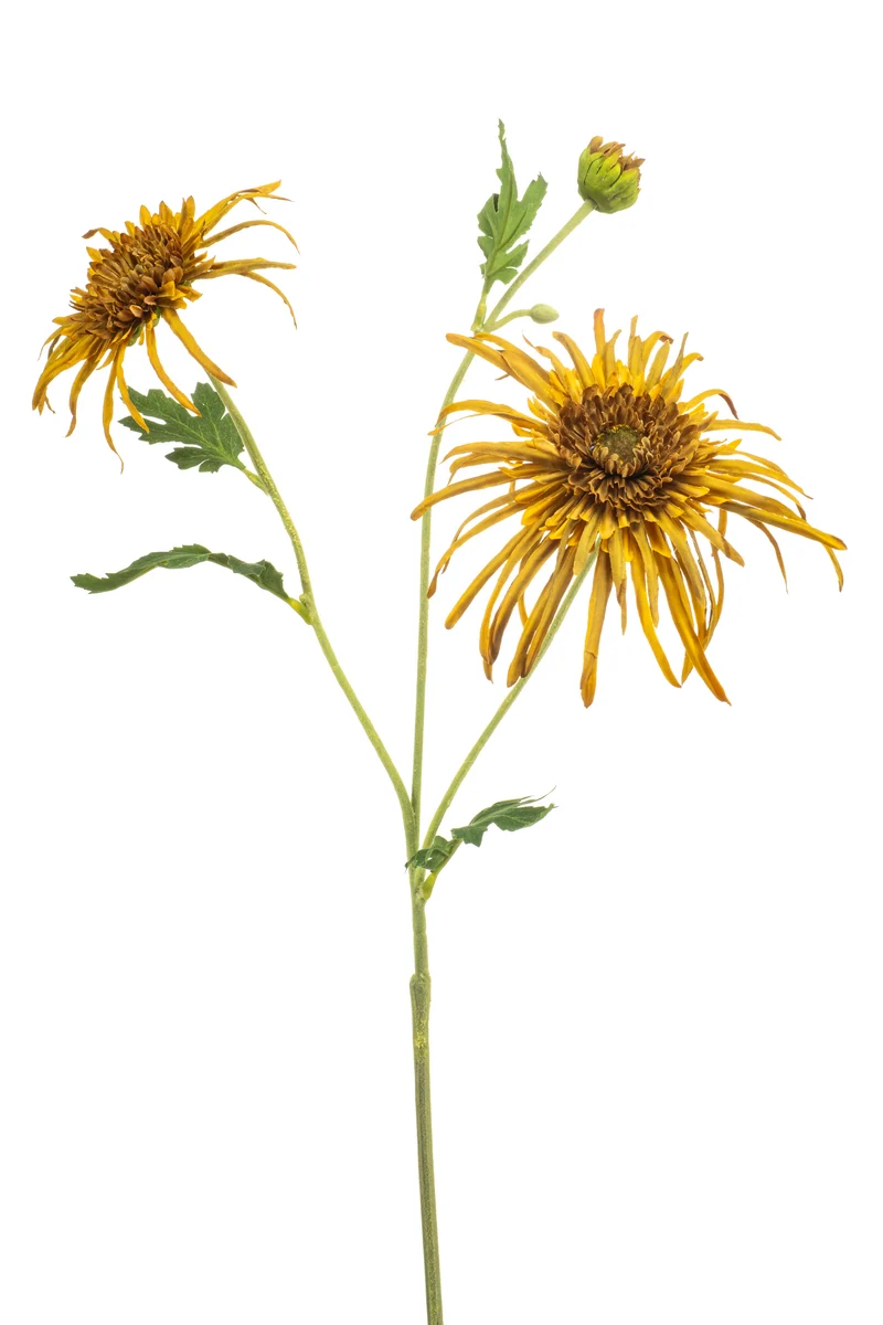 Chrysantheme Spider künstlich 70 cm - 1 Stiel - Senfgelb