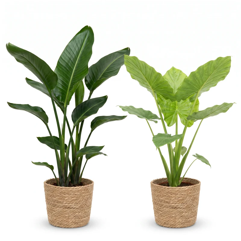 Strelitzia & Alocasia Set