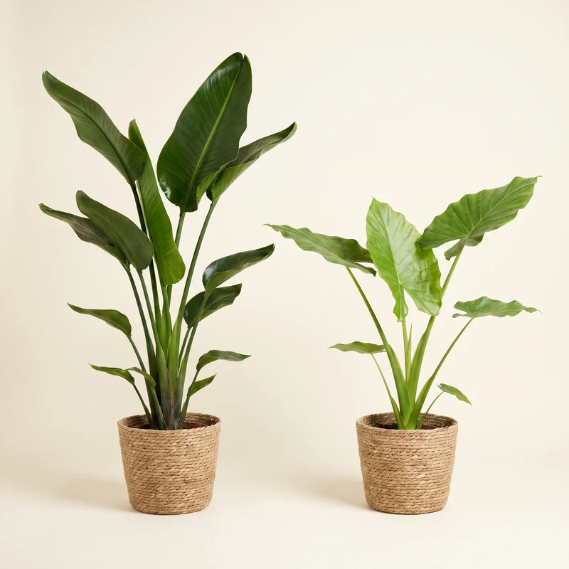 Strelitzia & Alocasia Set