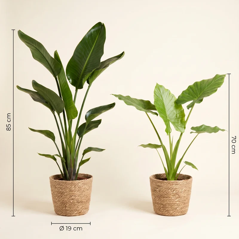 Strelitzia & Alocasia Set